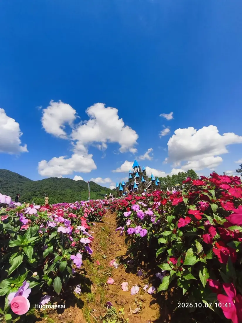 แปลงดอกไม้สีชมพูและขาวรอบปราสาท Flower Kingdom ที่แม่สาย